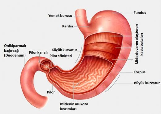 Gastrit Mide Ağrısına Ne İyi Gelir?